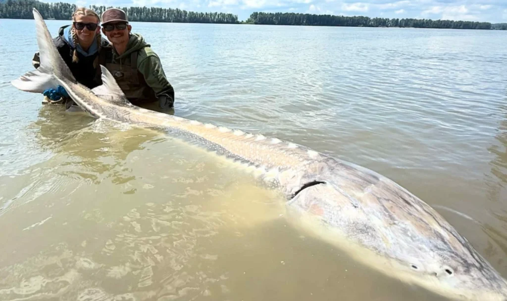 Beyond the Basics: Your Secret Weapon for Stronger Fish Catches