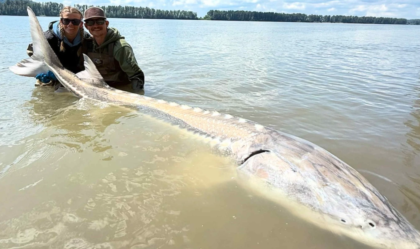 Beyond the Basics: Your Secret Weapon for Stronger Fish Catches