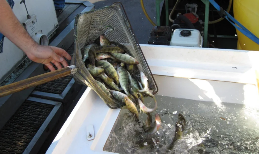 Beyond the Single Target: Crafting Multi Species Fishing Adventures for Maximum Variety