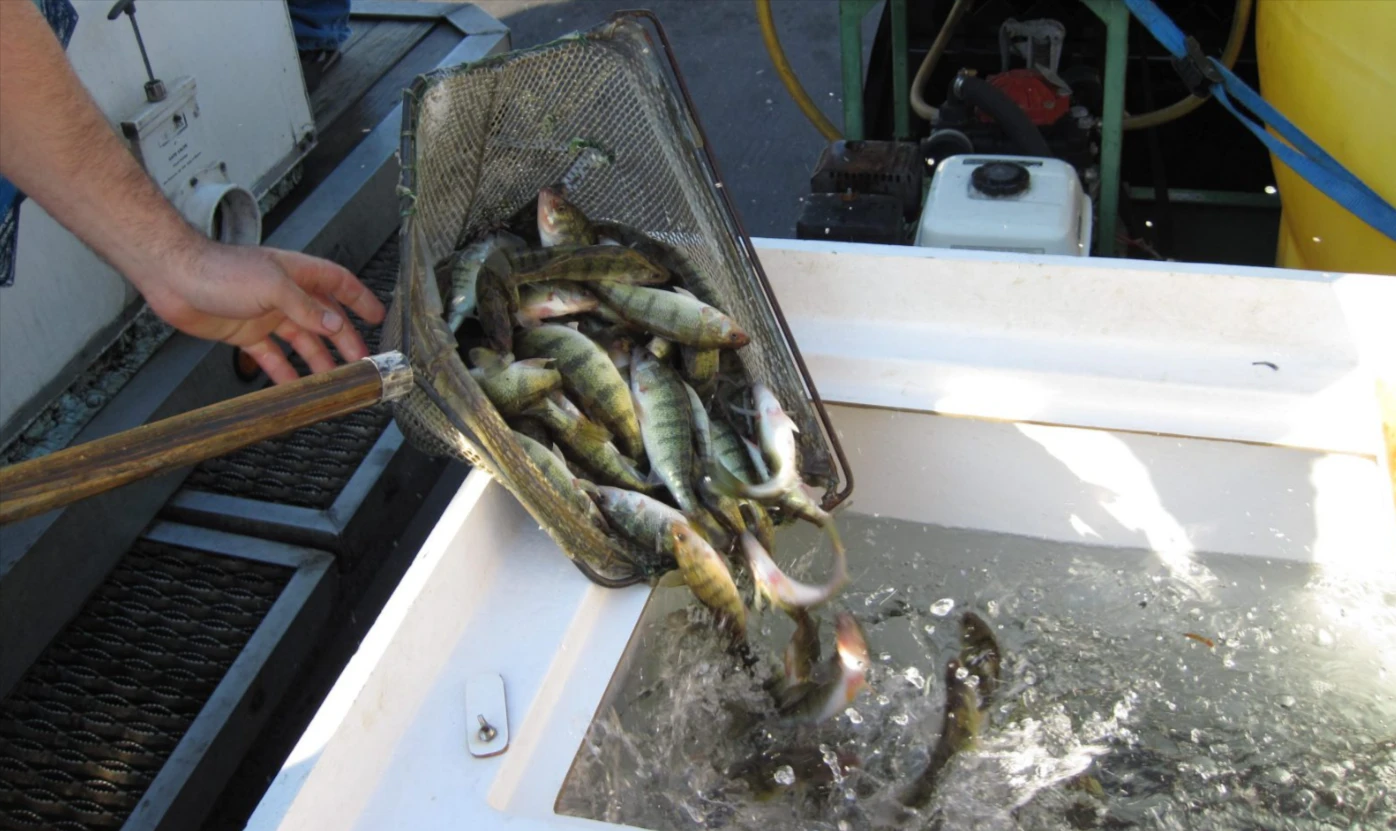 Beyond the Single Target: Crafting Multi Species Fishing Adventures for Maximum Variety